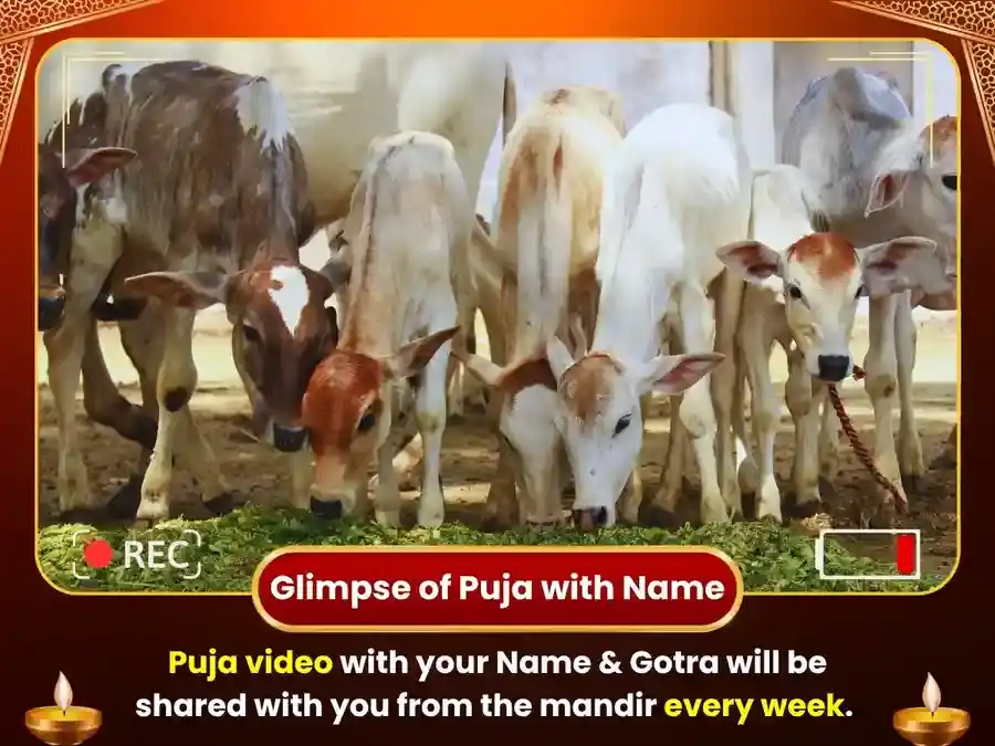 Guruvar Haridwar Ganga Ghat Weekly Gau Seva & Bramhin Bhojan puja gallery 4