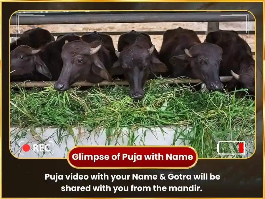 Shanivar Visesh Rahu Shani Graha Shanti Weekly Buffalo Seva puja gallery 4