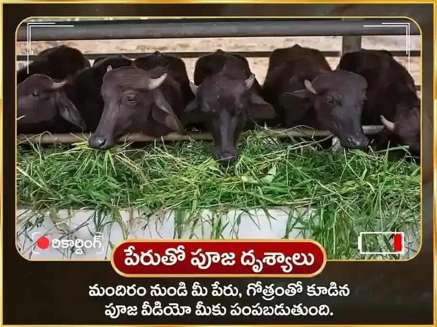 శనివార్ విశేష్ రాహు శని గ్రహ శాంతి వారపు మహిష సేవ puja gallery 4